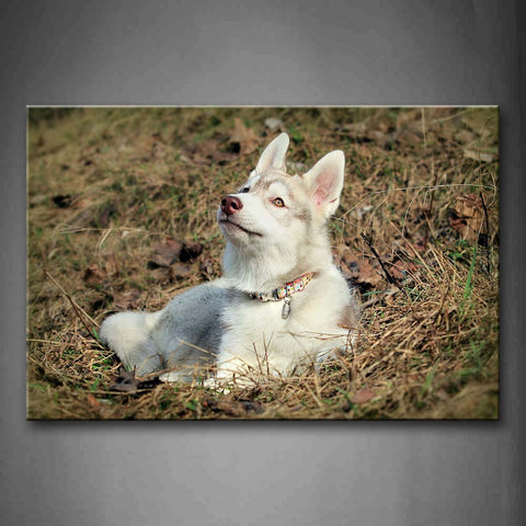 White Husky Sit On Dry Grass Fallen Leafs Wall Art Painting Pictures Print On Canvas Animal The Picture For Home Modern Decoration 