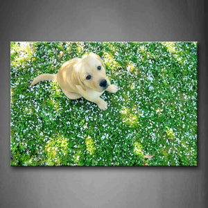 Yellow Dog Look Up At Fallen Flower Sit On Grass Wall Art Painting Pictures Print On Canvas Animal The Picture For Home Modern Decoration 