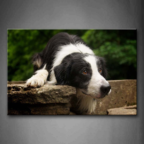 Border Collie Bend Over On Rock Tree Wall Art Painting Pictures Print On Canvas Animal The Picture For Home Modern Decoration 