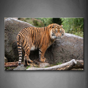 Tiger Stand On Stone Near Rock On Forest Dry Wood Wall Art Painting Pictures Print On Canvas Animal The Picture For Home Modern Decoration 