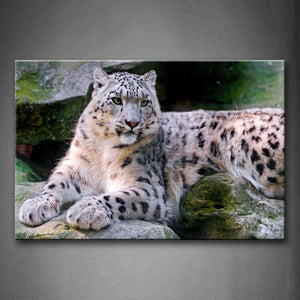 Snow Leopard Sit On Rocks Moss Wall Art Painting The Picture Print On Canvas Animal Pictures For Home Decor Decoration Gift 