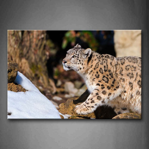 Snow Leopard Stand  On Rock Snow  Wall Art Painting Pictures Print On Canvas Animal The Picture For Home Modern Decoration 