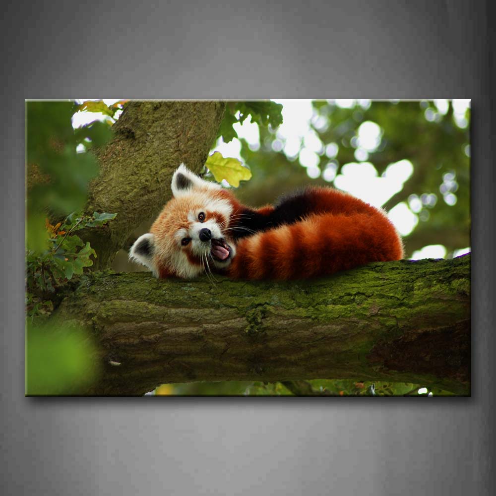 Red Panda Lie On Tree Moss Wall Art Painting Pictures Print On Canvas Animal The Picture For Home Modern Decoration 