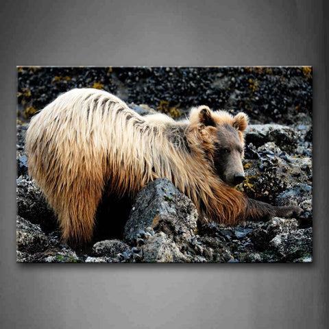 Yellow Bear Bend Over On Stone Wall Art Painting The Picture Print On Canvas Animal Pictures For Home Decor Decoration Gift 