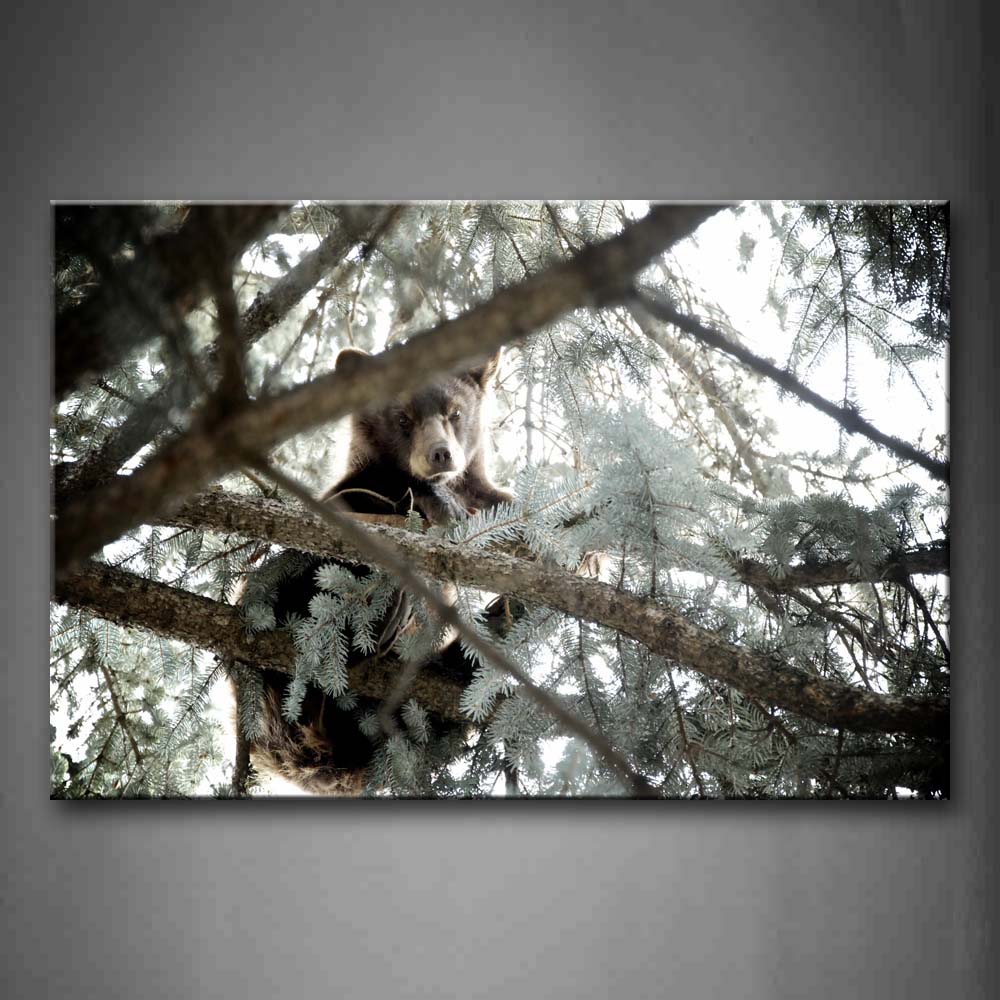 Bear Climb On Tree Look Down Wall Art Painting Pictures Print On Canvas Animal The Picture For Home Modern Decoration 