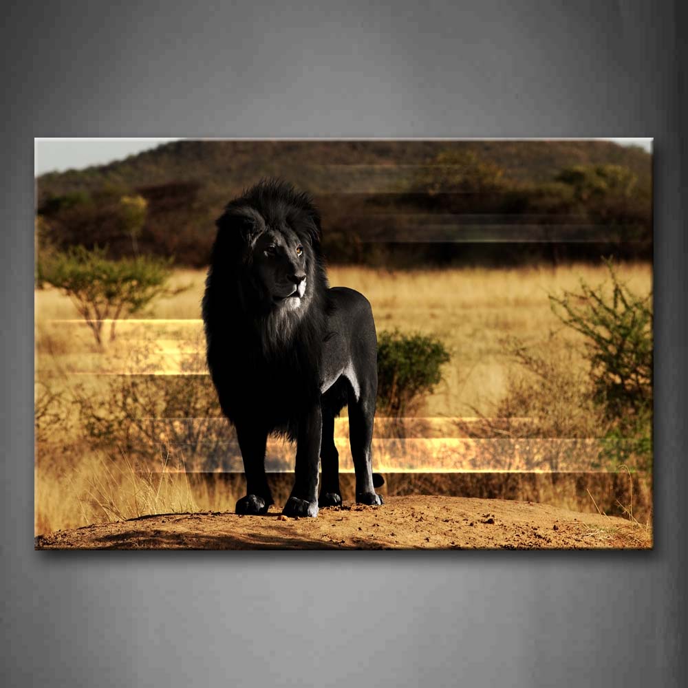 Black Lion Stand On Mud Land Hill Grass Tree Wall Art Painting Pictures Print On Canvas Animal The Picture For Home Modern Decoration 