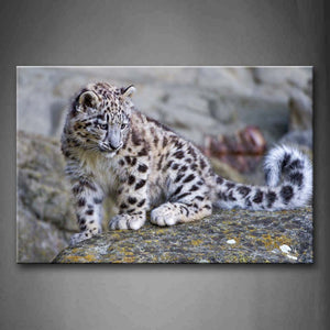 Young Snow Leopard Look At On Rock  Wall Art Painting Pictures Print On Canvas Animal The Picture For Home Modern Decoration 
