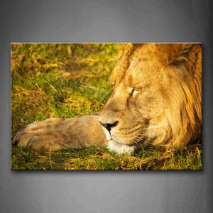 Lion Lie On Grass Head Wall Art Painting Pictures Print On Canvas Animal The Picture For Home Modern Decoration 