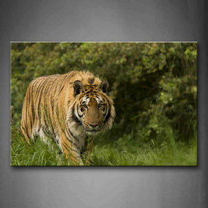 Tiger Walk On Grass Thick Tree Wall Art Painting The Picture Print On Canvas Animal Pictures For Home Decor Decoration Gift 