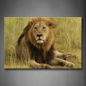 Lion Sit In Dry Grass Wall Art Painting Pictures Print On Canvas Animal The Picture For Home Modern Decoration 