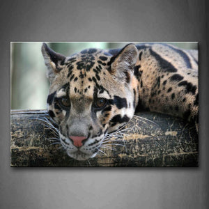 Ocelot Bend Over On Wood  Wall Art Painting Pictures Print On Canvas Animal The Picture For Home Modern Decoration 