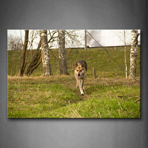 German Shepherd Walk On Lawn Near Trees  Wall Art Painting The Picture Print On Canvas Animal Pictures For Home Decor Decoration Gift 