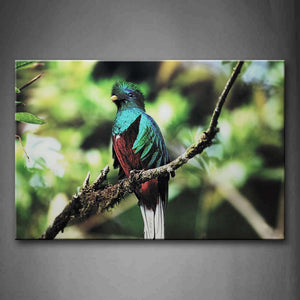 Quetzal Stand On Rotten Branch  Wall Art Painting Pictures Print On Canvas Animal The Picture For Home Modern Decoration 