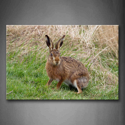 Hare Stand On Green Grass Dry Grass Wall Art Painting The Picture Print On Canvas Animal Pictures For Home Decor Decoration Gift 