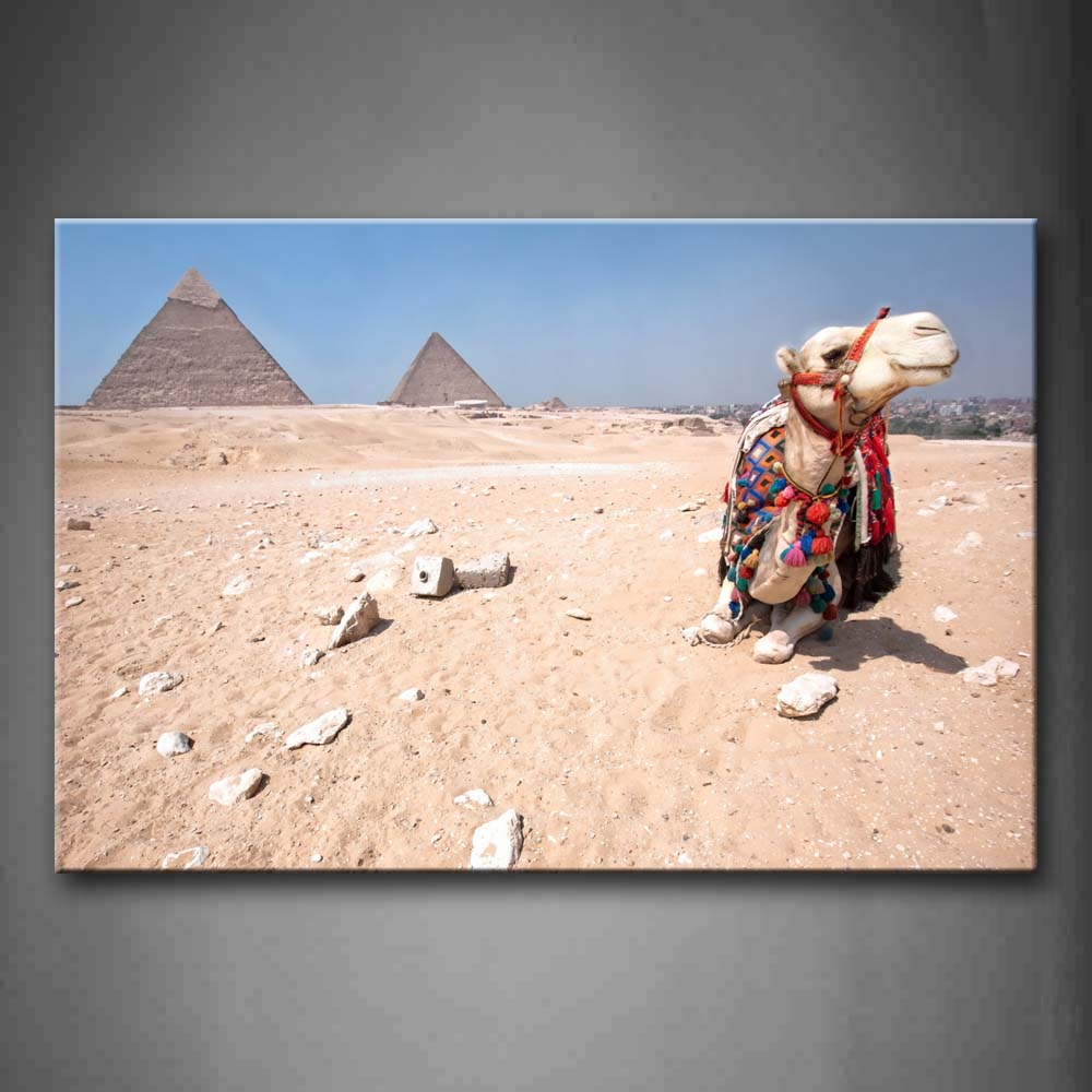 Camel Sear Cloth Sit On Sand Land Near Pyramid Wall Art Painting Pictures Print On Canvas Animal The Picture For Home Modern Decoration 