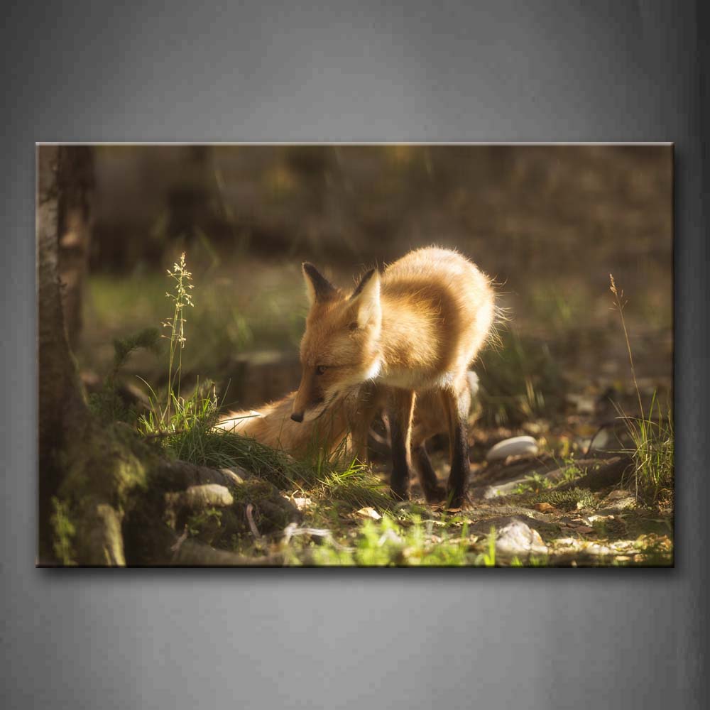 Yellow Fox Stand Near A Trunk Grass Wall Art Painting Pictures Print On Canvas Animal The Picture For Home Modern Decoration 