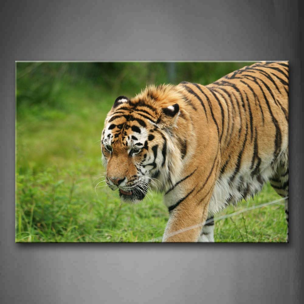 Tiger Walk On Grass Wall Art Painting The Picture Print On Canvas Animal Pictures For Home Decor Decoration Gift 