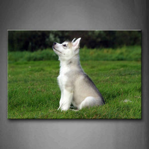 Husky Sit On Lawn Look Up Wall Art Painting The Picture Print On Canvas Animal Pictures For Home Decor Decoration Gift 