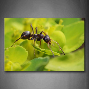 Ant Crawl On Leaf Wall Art Painting Pictures Print On Canvas Animal The Picture For Home Modern Decoration 