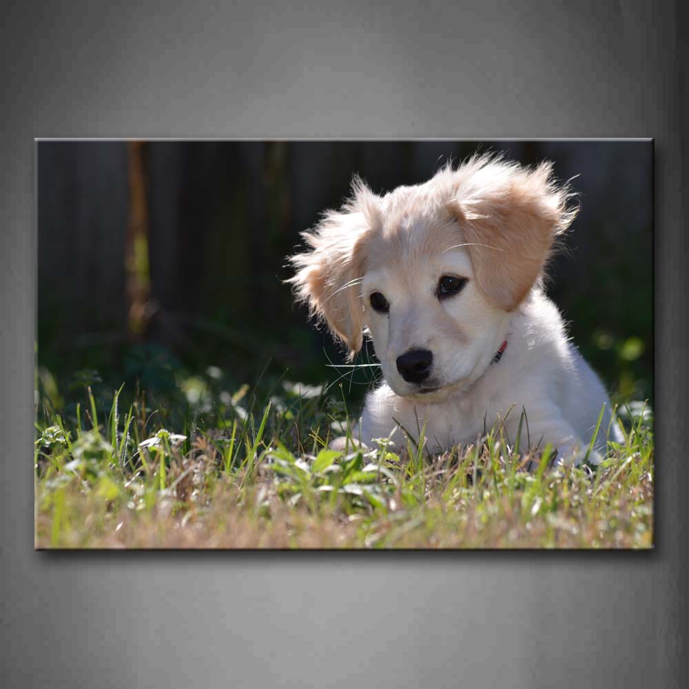 White Dog Sit In Grass Wall Art Painting Pictures Print On Canvas Animal The Picture For Home Modern Decoration 