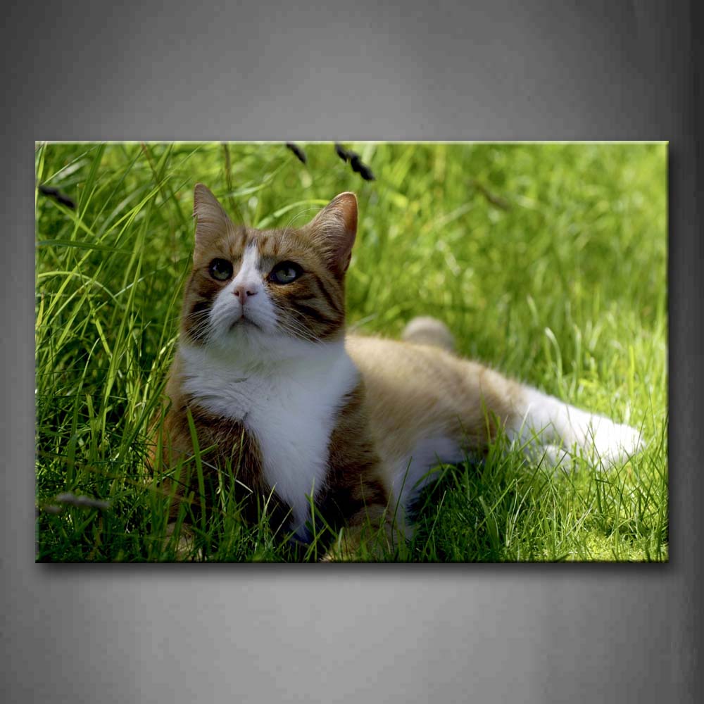 Cat In Grass Look Up  Wall Art Painting The Picture Print On Canvas Animal Pictures For Home Decor Decoration Gift 