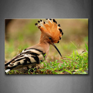 Hoopoe Stand Near Grass Wall Art Painting Pictures Print On Canvas Animal The Picture For Home Modern Decoration 