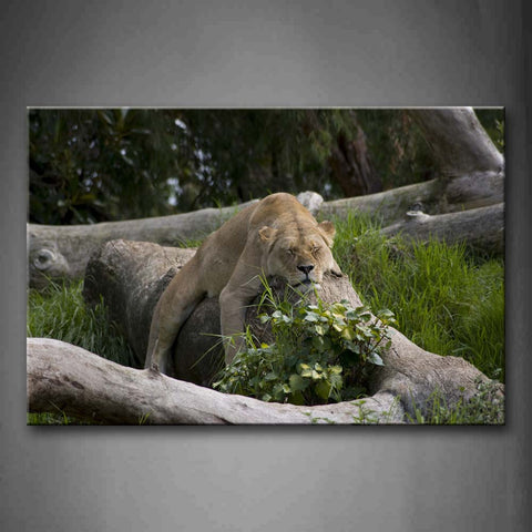 Lion Bend Over On Trunk Grass Wall Art Painting Pictures Print On Canvas Animal The Picture For Home Modern Decoration 