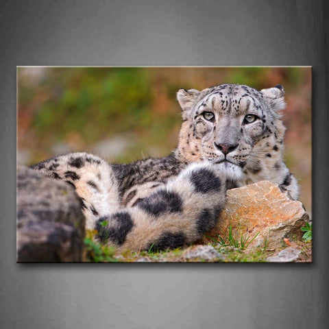 Snow Leopard Sit Near Stones Grass Wall Art Painting The Picture Print On Canvas Animal Pictures For Home Decor Decoration Gift 