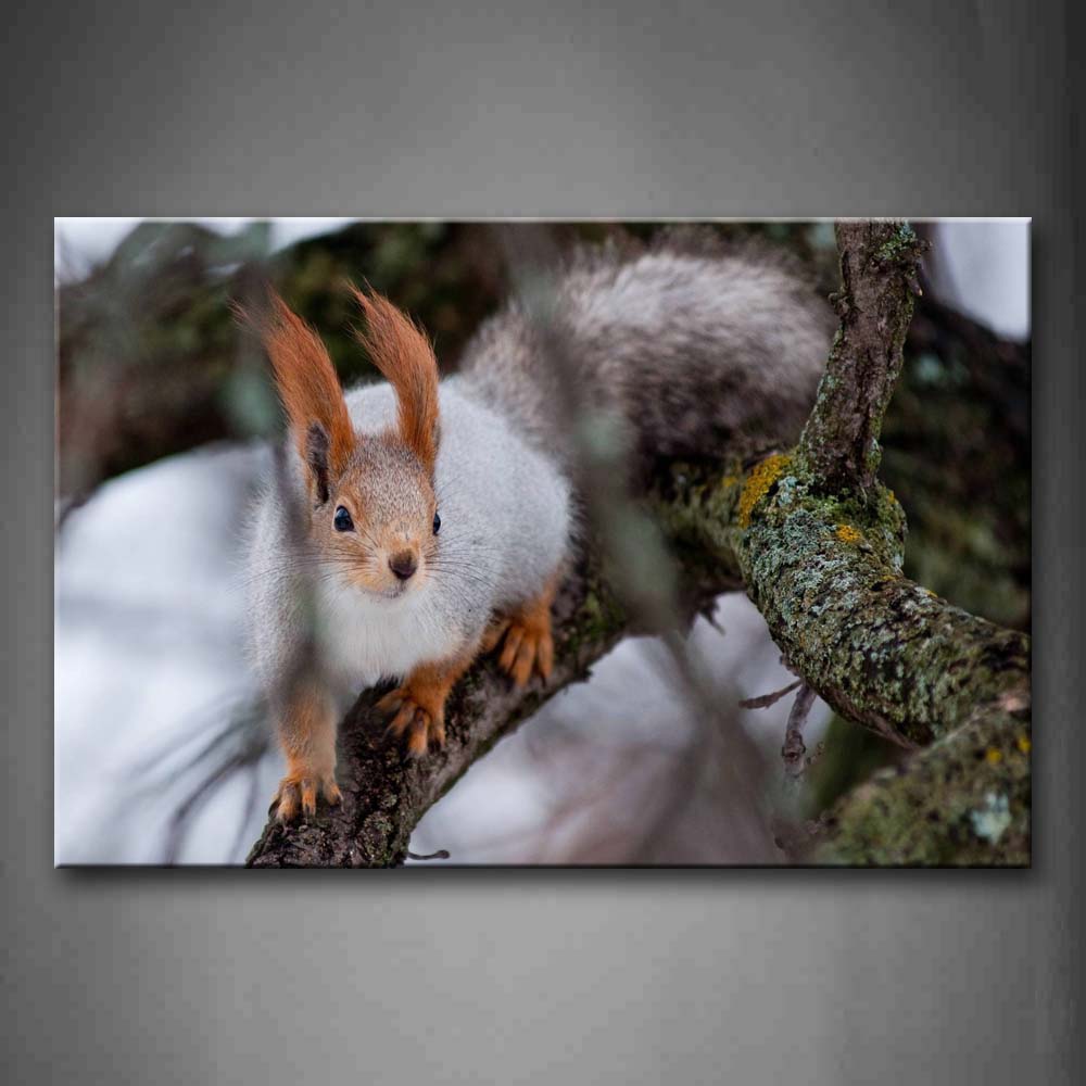 White Squirrel Stand On A Branch Wall Art Painting The Picture Print On Canvas Animal Pictures For Home Decor Decoration Gift 