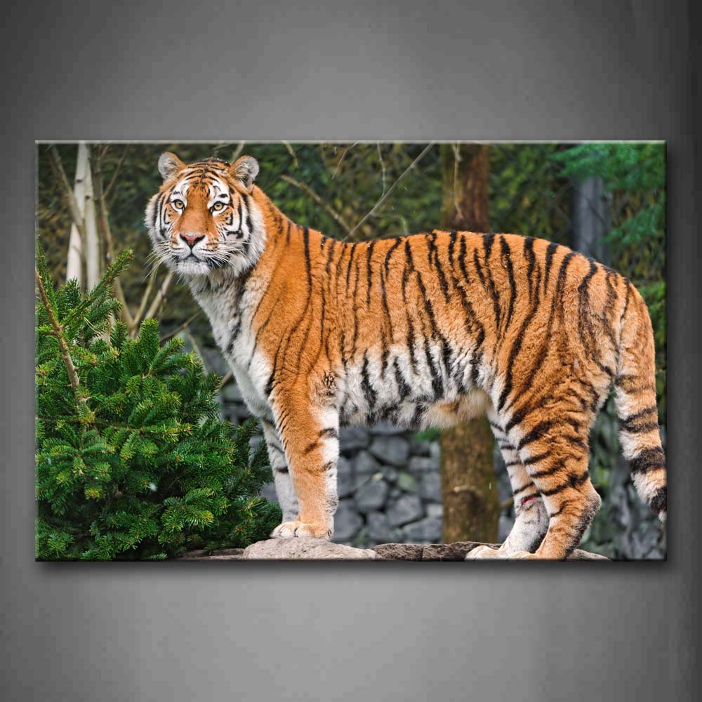 Tiger Stand On A Stone Surrounded By Trees Wall Art Painting Pictures Print On Canvas Animal The Picture For Home Modern Decoration 