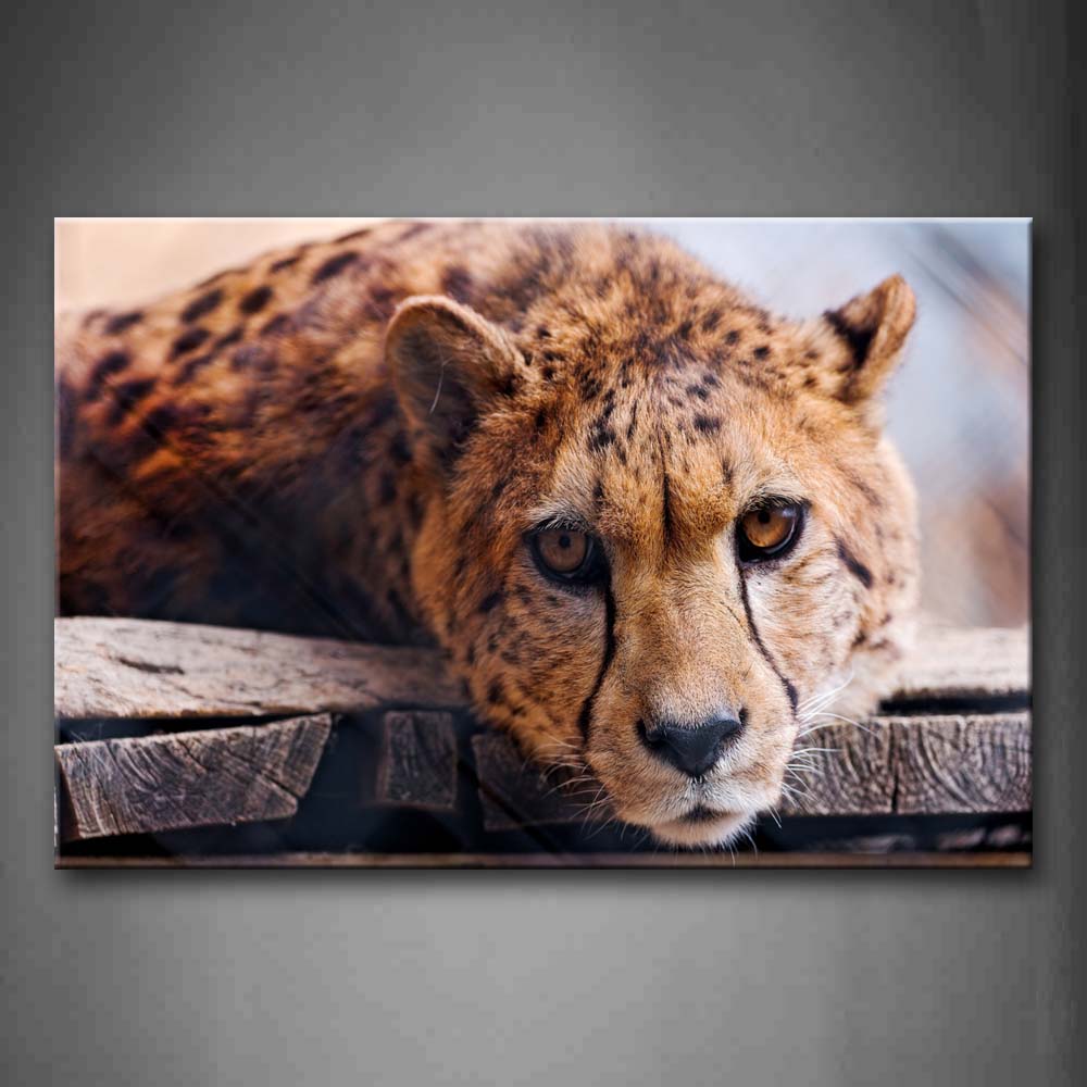 Cheetah Lie On A Wooden Board Wall Art Painting Pictures Print On Canvas Animal The Picture For Home Modern Decoration 