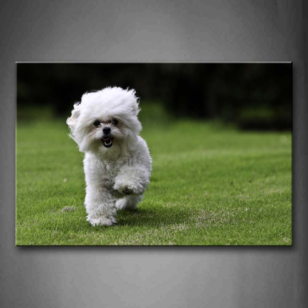 White Dog Walking On The Lawn  Wall Art Painting Pictures Print On Canvas Animal The Picture For Home Modern Decoration 