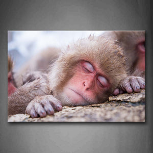 Japanese Macaque Sleeping On A Stone Wall Art Painting The Picture Print On Canvas Animal Pictures For Home Decor Decoration Gift 