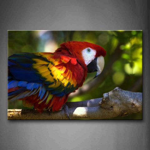 Colorful Macaw Stand On Branch Wall Art Painting Pictures Print On Canvas Animal The Picture For Home Modern Decoration 