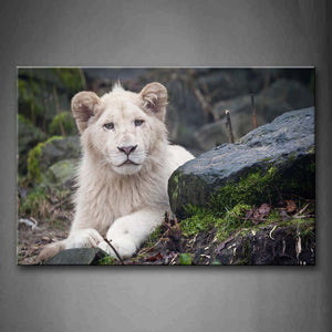 White Lion Lie On Floor With Rocks  Wall Art Painting Pictures Print On Canvas Animal The Picture For Home Modern Decoration 