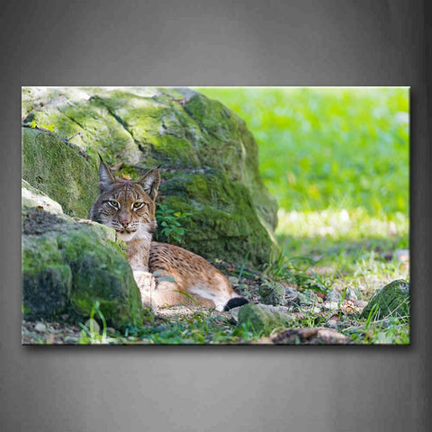 Bobcat Sit By Rock On Grass Wall Art Painting Pictures Print On Canvas Animal The Picture For Home Modern Decoration 