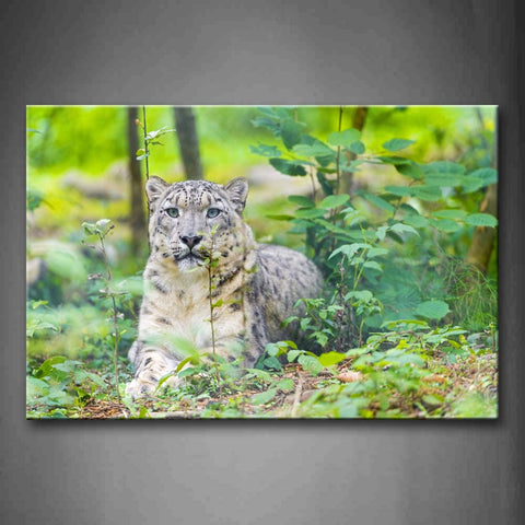 Snow Leopard Sit On Ground High Grass  Wall Art Painting The Picture Print On Canvas Animal Pictures For Home Decor Decoration Gift 