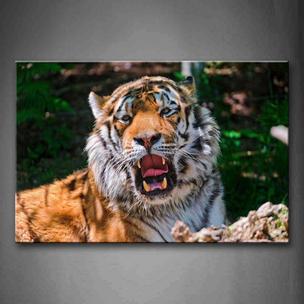 Tiger Sit Near A Rock With Mouth Open Wall Art Painting Pictures Print On Canvas Animal The Picture For Home Modern Decoration 