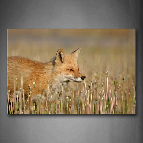 Fox Stand Among High Grass Wall Art Painting Pictures Print On Canvas Animal The Picture For Home Modern Decoration 