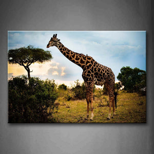 Giraffe Eat Leaves In Forest Wall Art Painting Pictures Print On Canvas Animal The Picture For Home Modern Decoration 