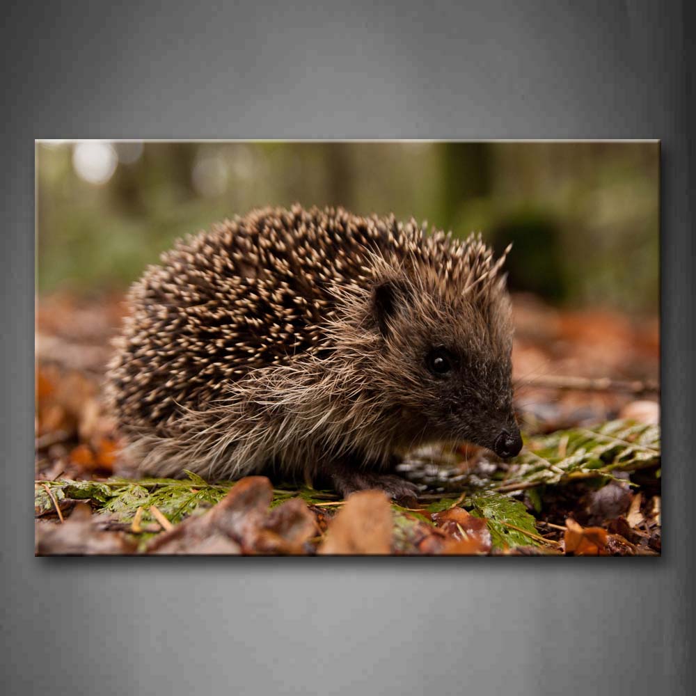 Cute Hedgehog Stand On Land Covered By Leaves  Wall Art Painting Pictures Print On Canvas Animal The Picture For Home Modern Decoration 