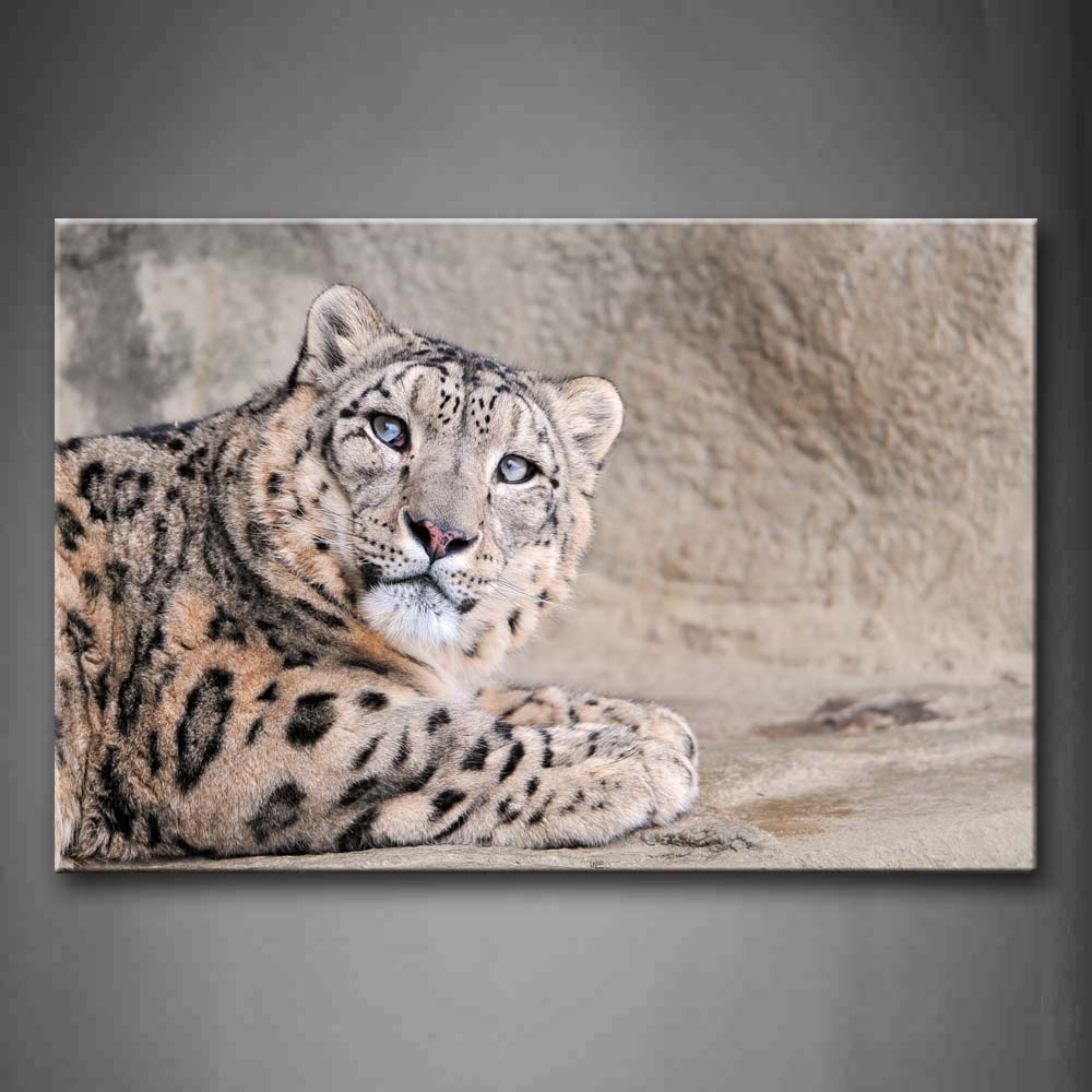 Snow Leopard Lie On Land  Wall Art Painting Pictures Print On Canvas Animal The Picture For Home Modern Decoration 