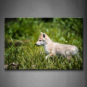 Little Wolf Walk In Grass Wall Art Painting The Picture Print On Canvas Animal Pictures For Home Decor Decoration Gift 