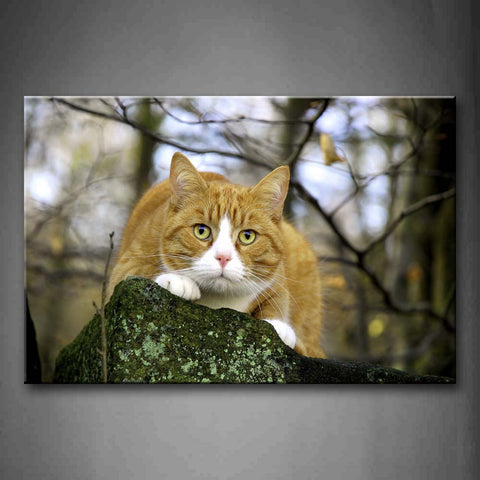 Yellow Cat Stand On Stone Near Trees Wall Art Painting Pictures Print On Canvas Animal The Picture For Home Modern Decoration 