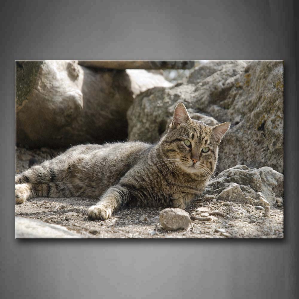 Gray Cat Lie On Soil Floor Near Rocks And Wood Wall Art Painting Pictures Print On Canvas Animal The Picture For Home Modern Decoration 