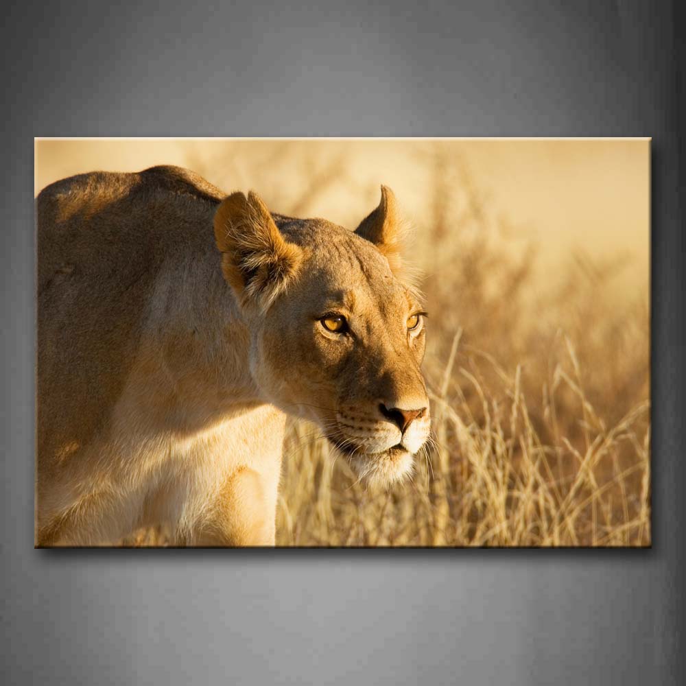 Lion Stand On Dry High Grass Wall Art Painting Pictures Print On Canvas Animal The Picture For Home Modern Decoration 