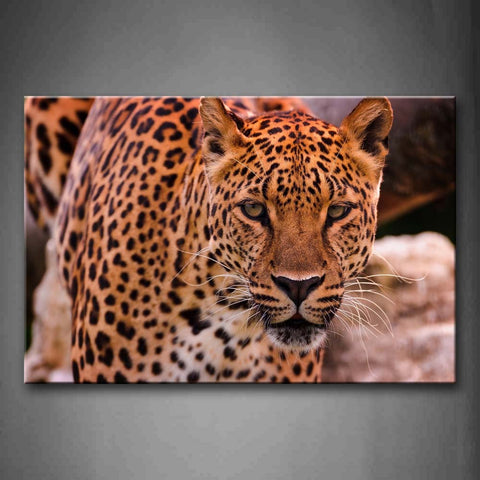 Brown Leopard Stand Near Rocks Wall Art Painting Pictures Print On Canvas Animal The Picture For Home Modern Decoration 