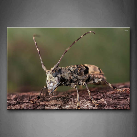 Flat Head Longhorn Stay On Soil Land Wall Art Painting Pictures Print On Canvas Animal The Picture For Home Modern Decoration 