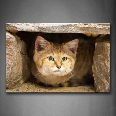 Sand Cat Lie Under Stones  Wall Art Painting Pictures Print On Canvas Animal The Picture For Home Modern Decoration 