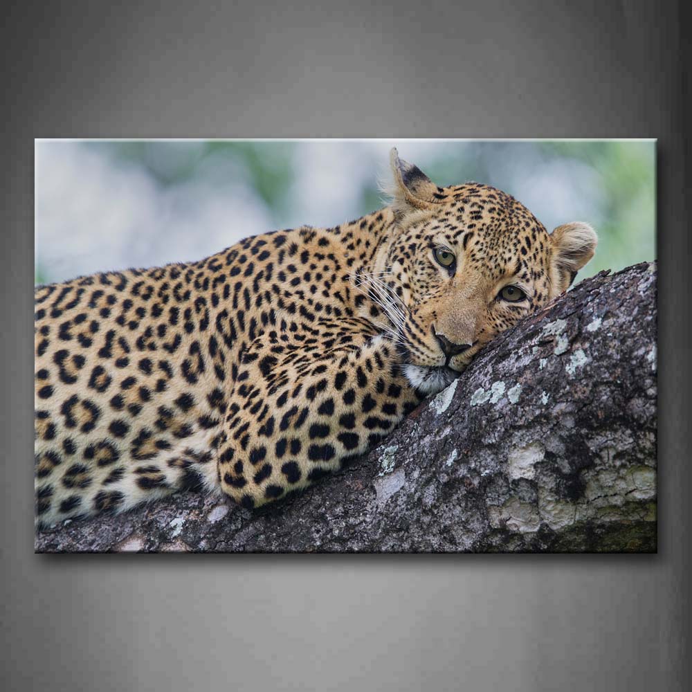 Leopard Lie On Rock Wall Art Painting Pictures Print On Canvas Animal The Picture For Home Modern Decoration 